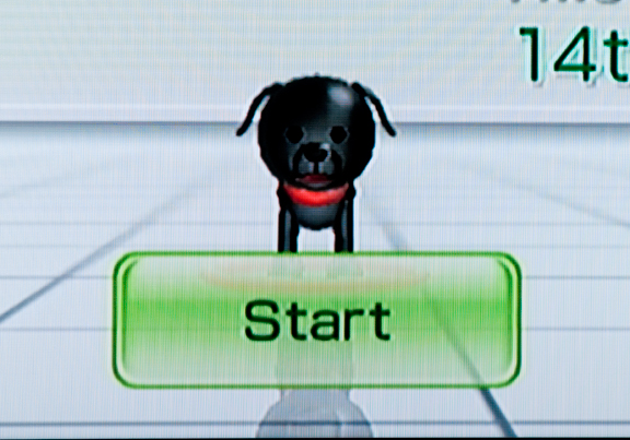 wii fit dog