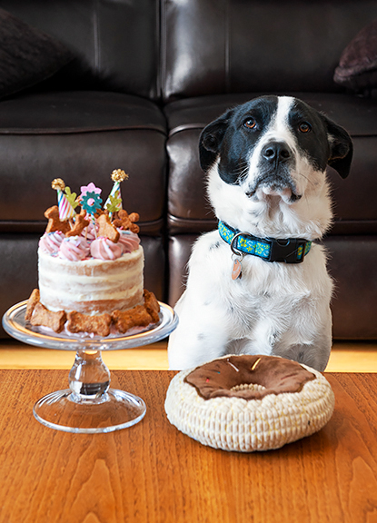 what are sprinkles dog cupcakes made of